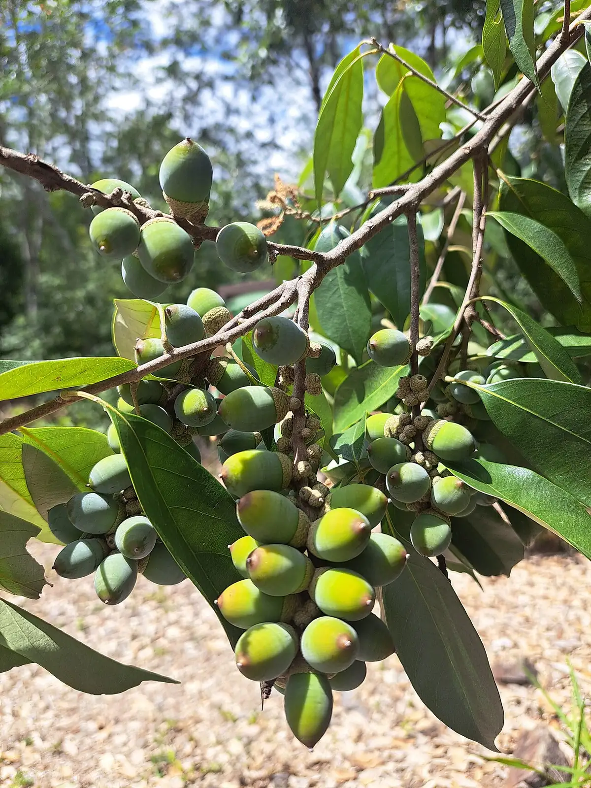 石栎 (Lithocarpus glaber) — 更多视角