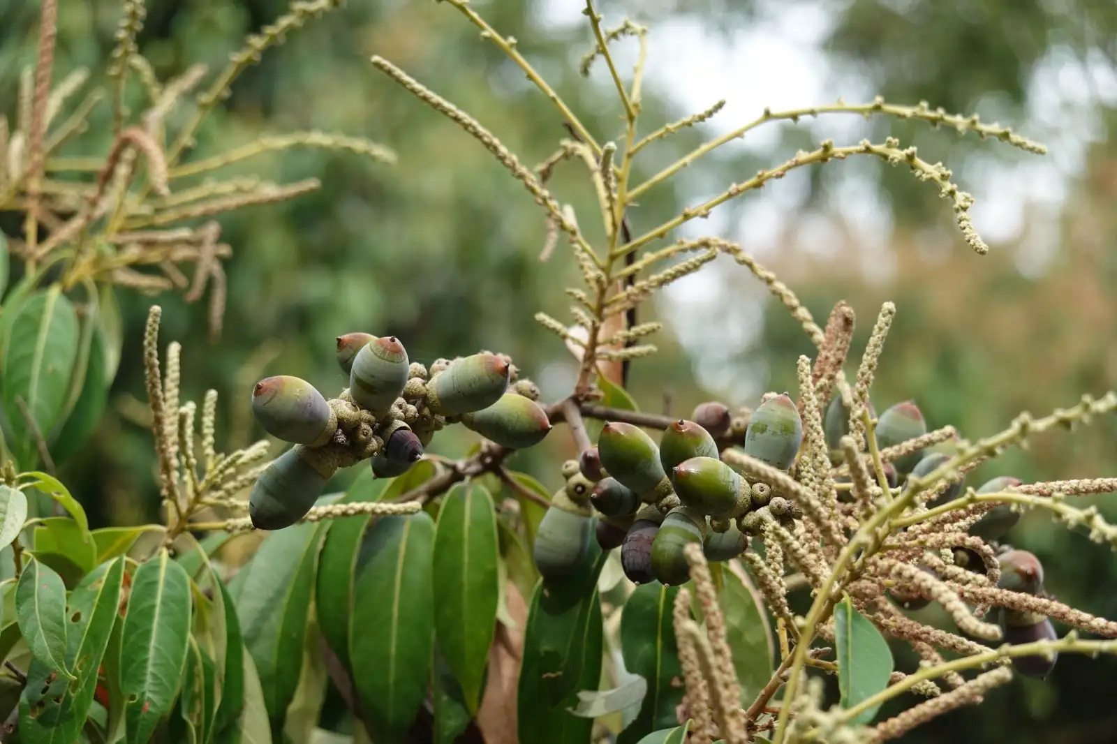 石栎 (Lithocarpus glaber) — 特写