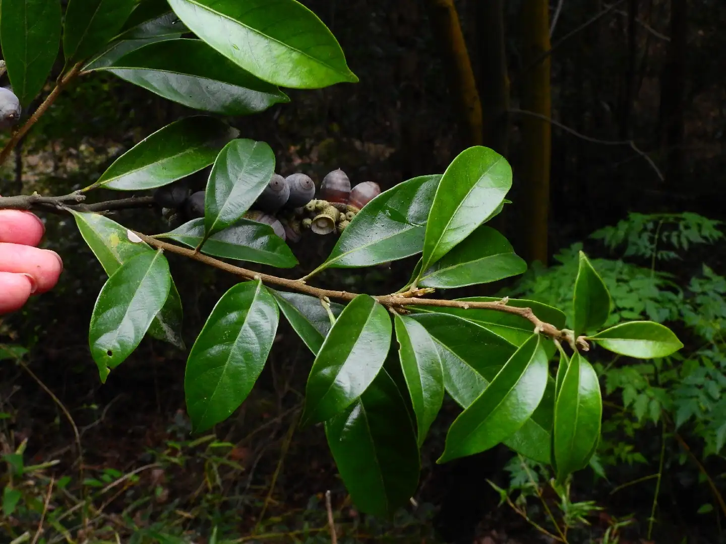 石栎 (Lithocarpus glaber) — 环境展示