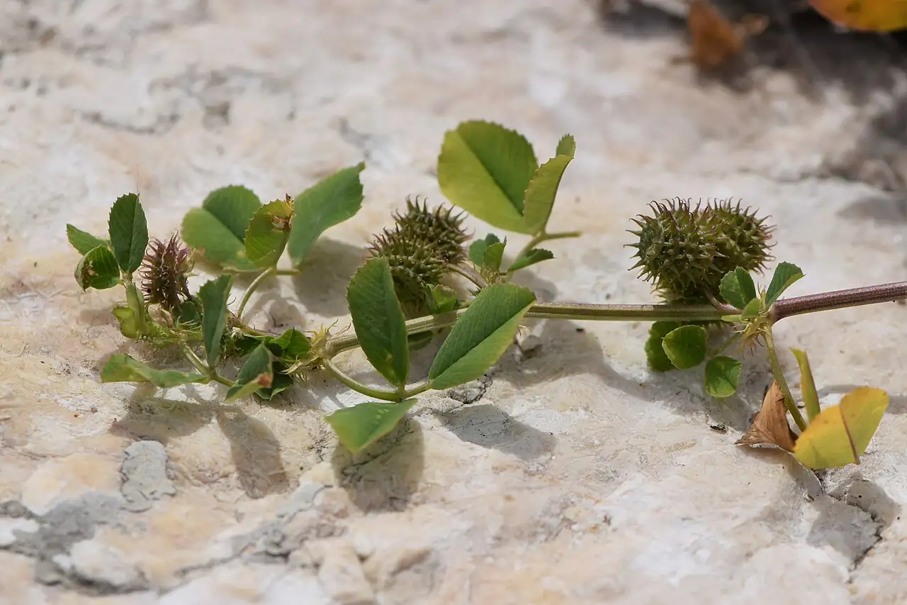 南首蓿 (Medicago polymorpha) — 特写