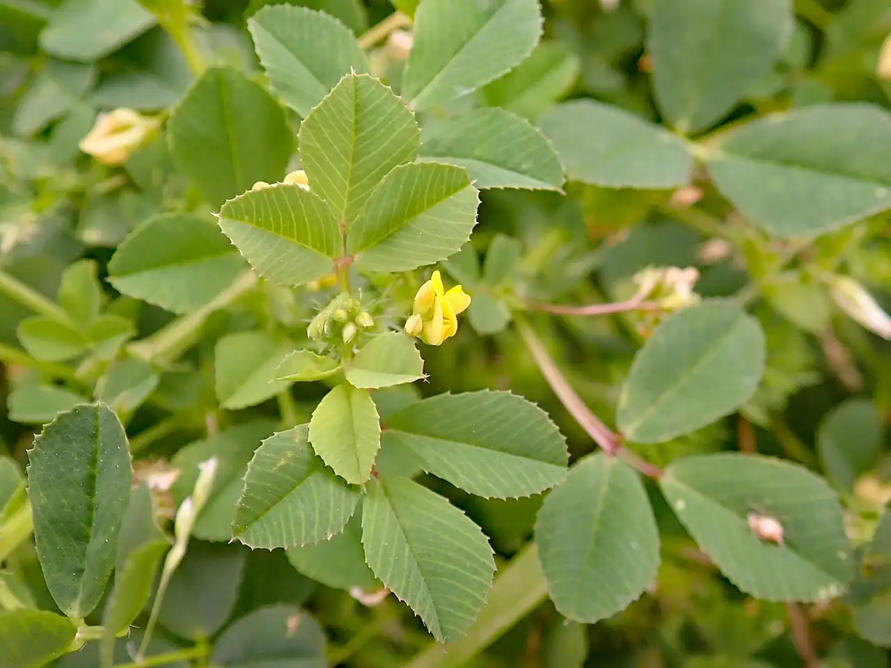 南首蓿 (Medicago polymorpha) — 环境展示