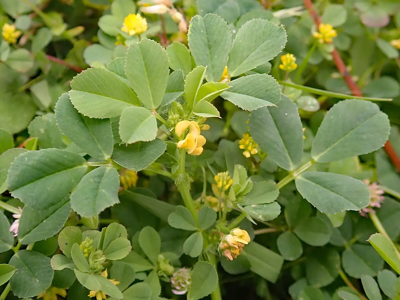 南首蓿 (Medicago polymorpha) — 更多视角
