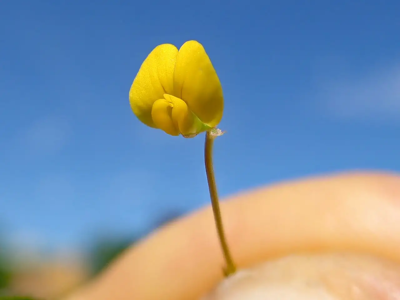 南首蓿 (Medicago polymorpha) — 更多视角