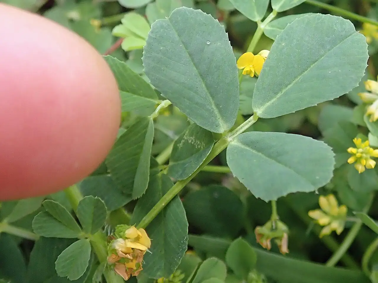 南首蓿 (Medicago polymorpha) — 更多视角
