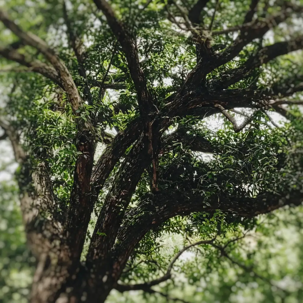 栒木 (Xylosma congesta) — 环境展示