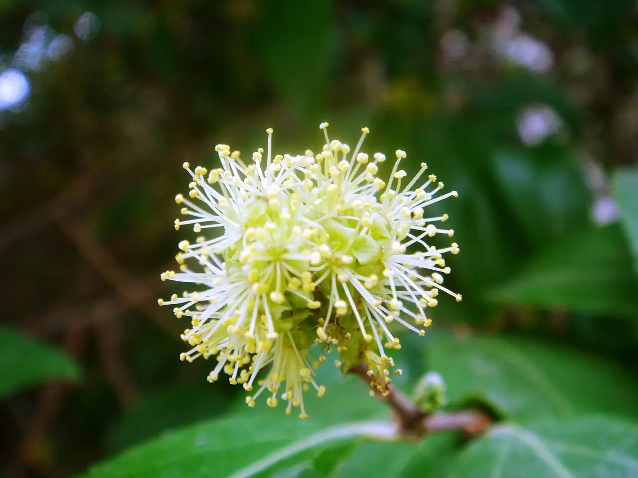 栒木 (Xylosma congesta) — 特写