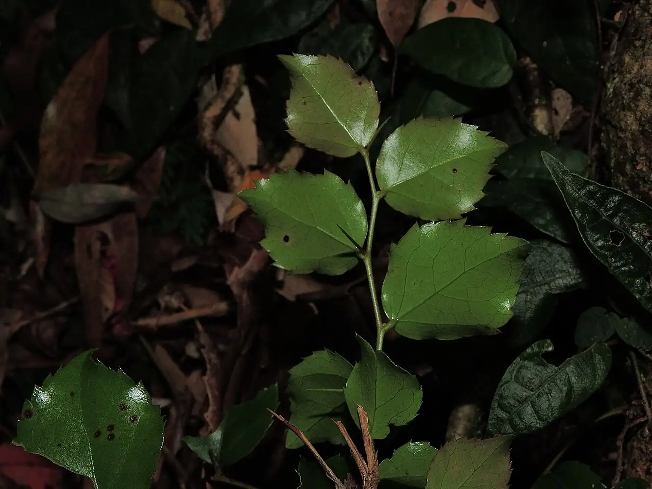 栒木 (Xylosma congesta) — 更多视角
