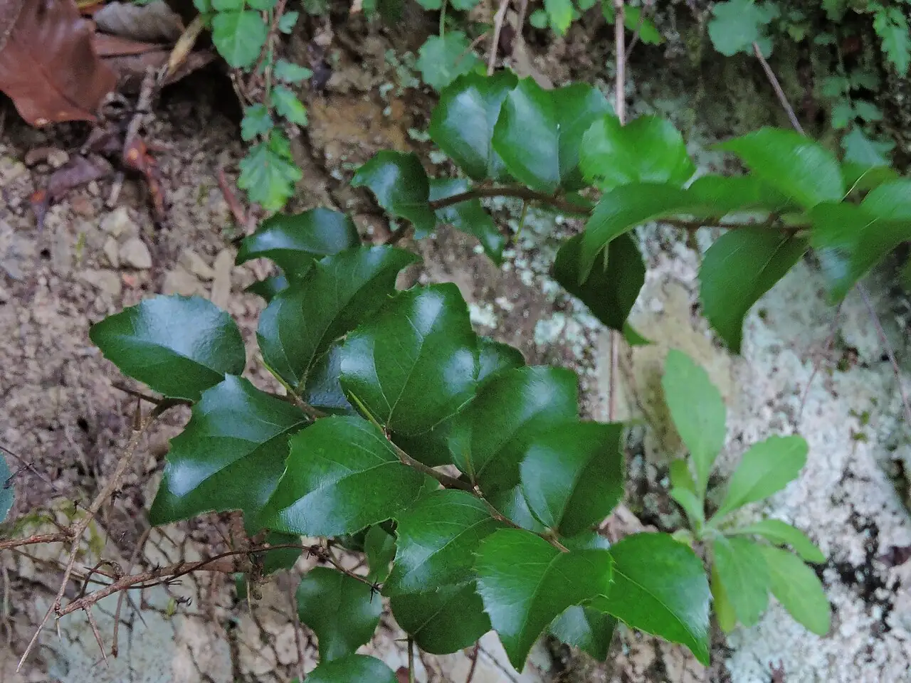 栒木 (Xylosma congesta) — 更多视角