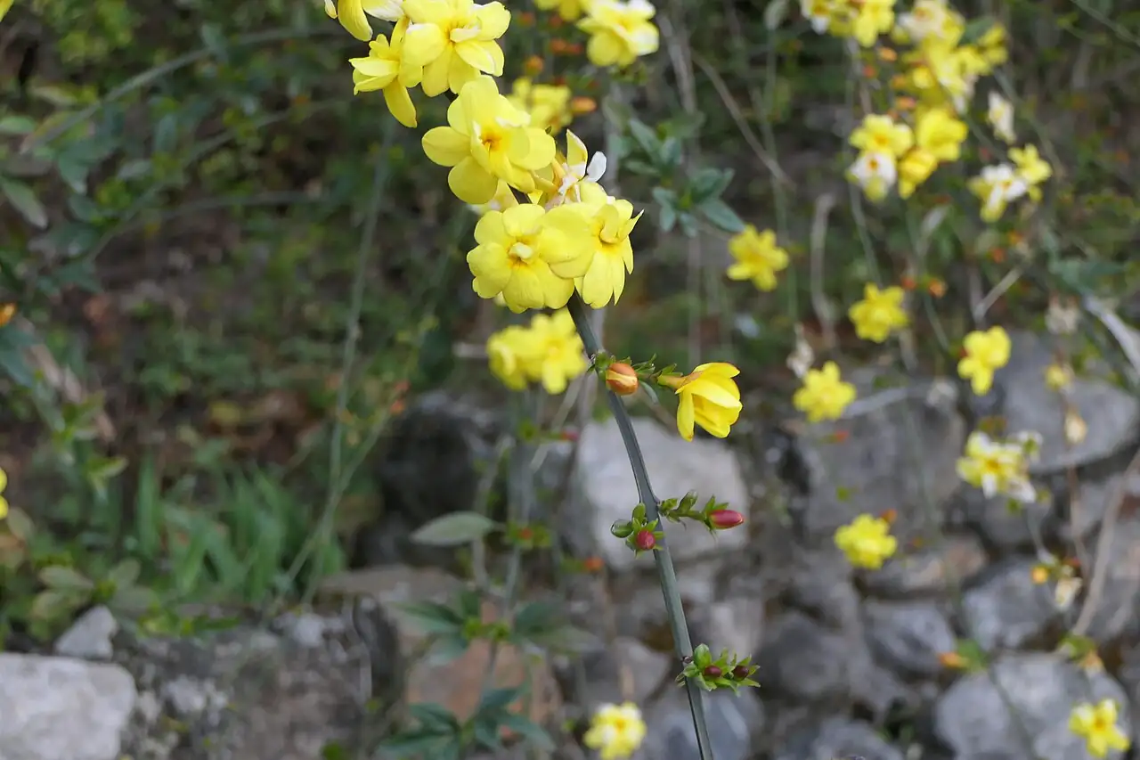 云南黄馨 (Jasminum mesnyi) — 特写