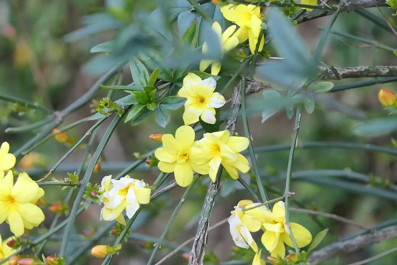 云南黄馨 (Jasminum mesnyi) — 环境展示