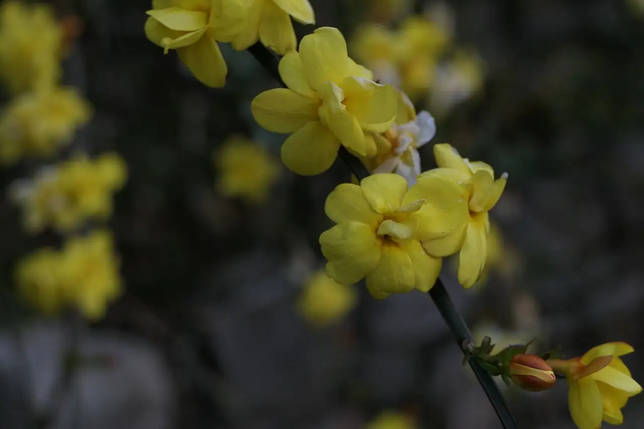 云南黄馨 (Jasminum mesnyi) — 更多视角