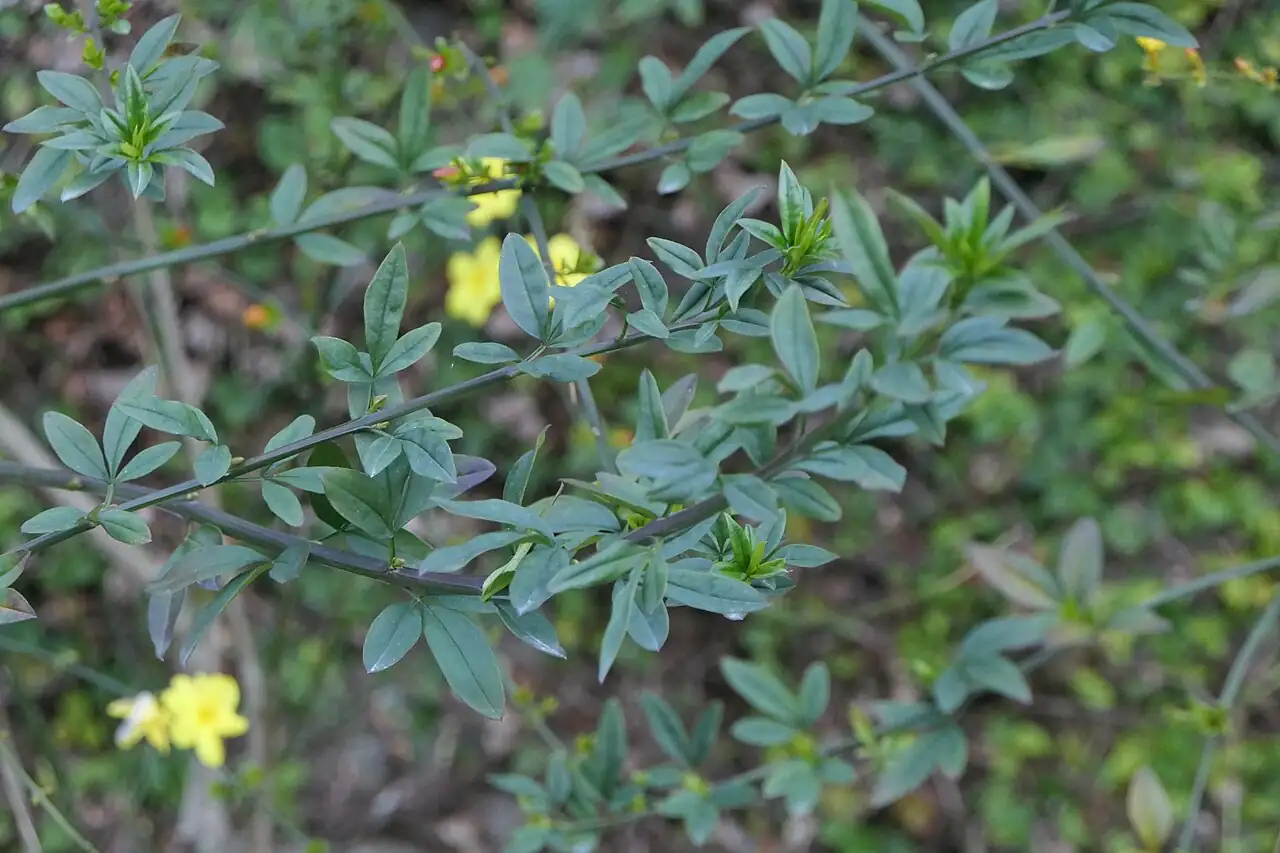 云南黄馨 (Jasminum mesnyi) — 更多视角