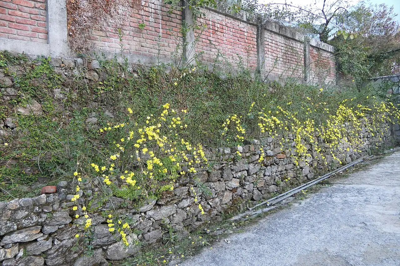 云南黄馨 (Jasminum mesnyi) — 更多视角