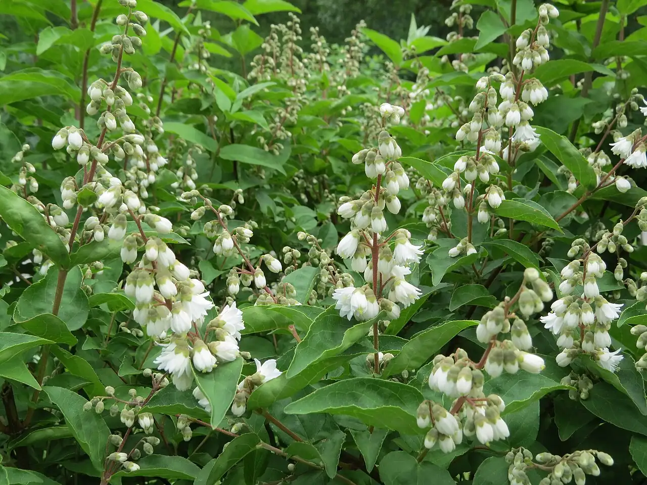 溲疏 (Deutzia scabra) — 更多视角