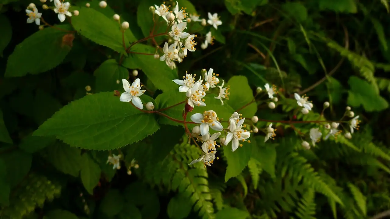 溲疏 (Deutzia scabra) — 更多视角