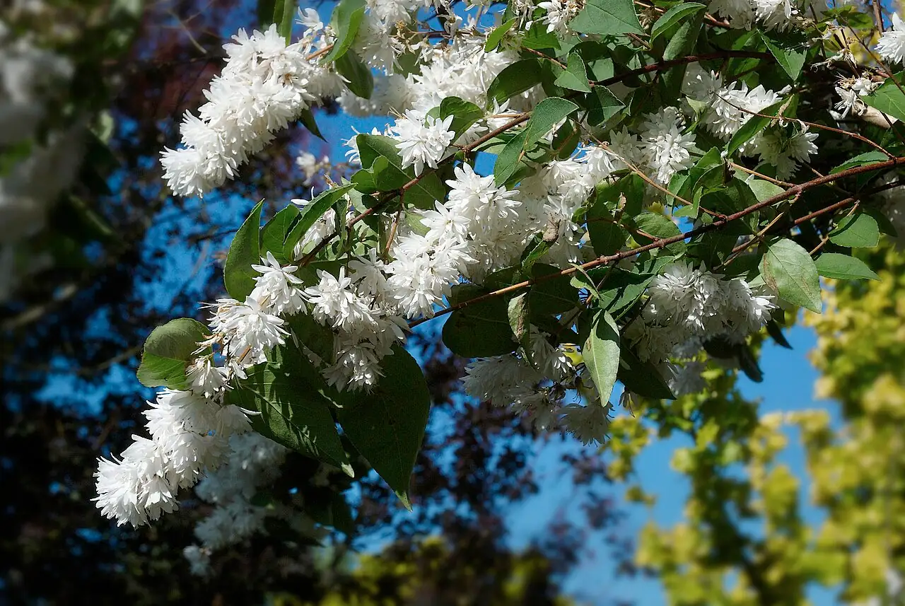 溲疏 (Deutzia scabra) — 更多视角