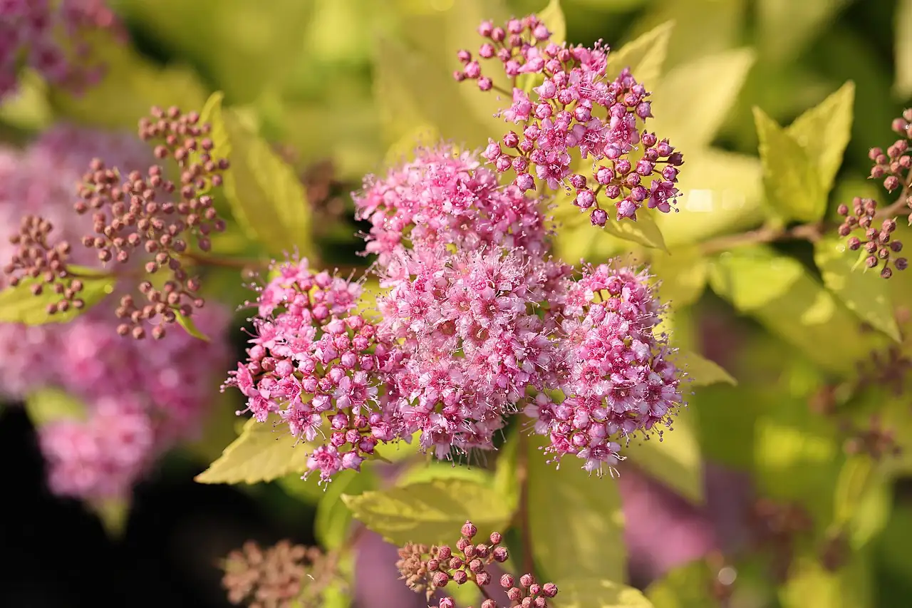 金山绣线菊 (Spiraea japonica 'Goldmound') — 特写