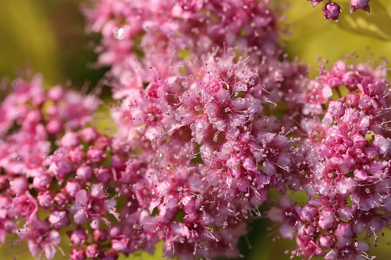 金山绣线菊 (Spiraea japonica 'Goldmound') — 环境展示