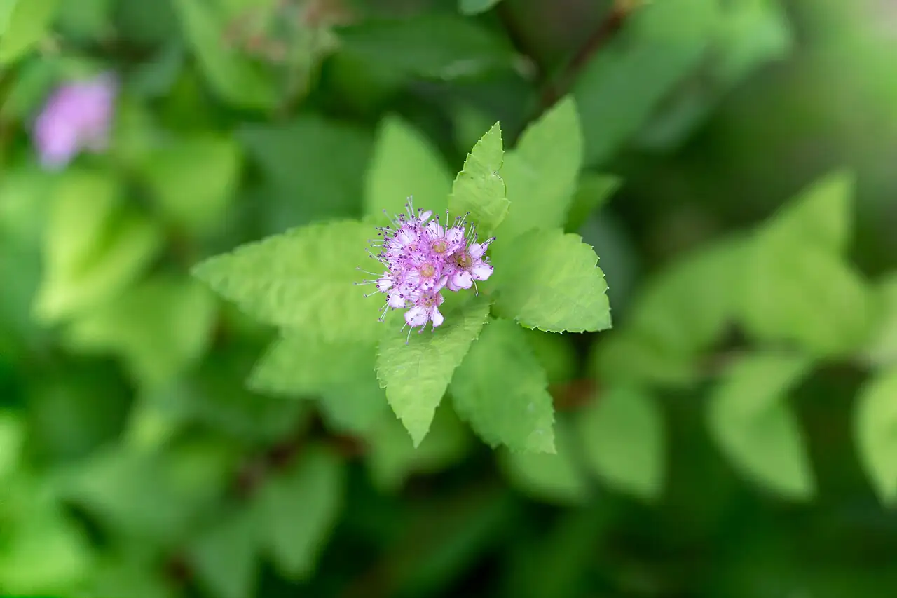 金山绣线菊 (Spiraea japonica 'Goldmound') — 更多视角