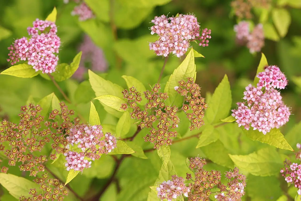 金山绣线菊 (Spiraea japonica 'Goldmound') — 更多视角