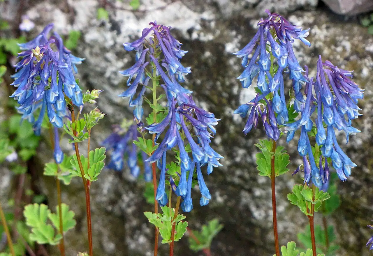 紫堇 (Corydalis edulis) — 环境展示