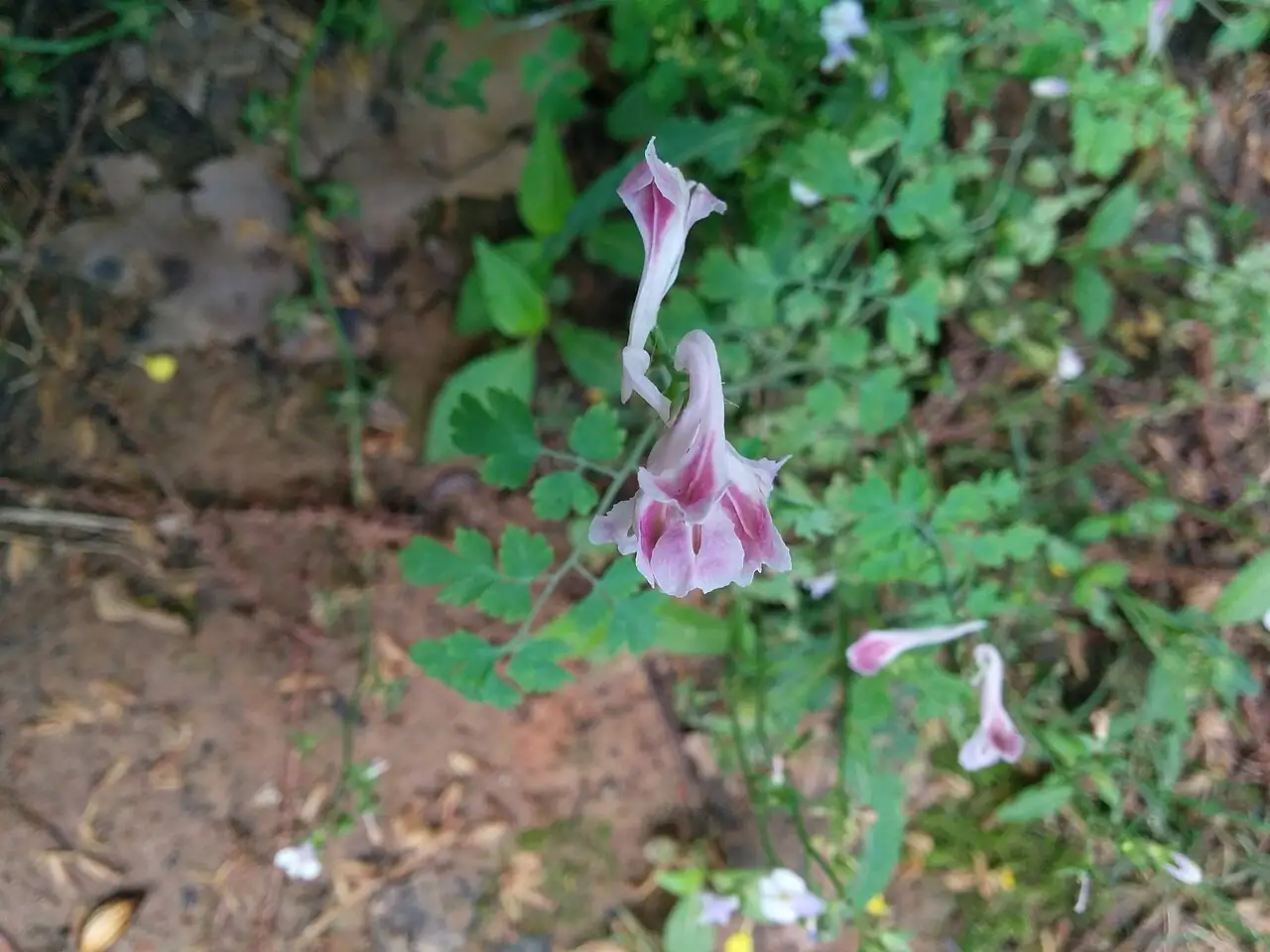 紫堇 (Corydalis edulis) — 更多视角