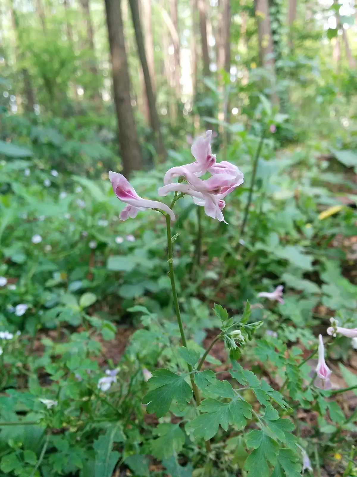 紫堇 (Corydalis edulis) — 更多视角