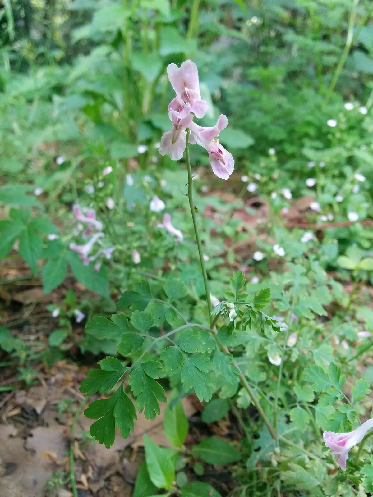 紫堇 (Corydalis edulis) — 更多视角