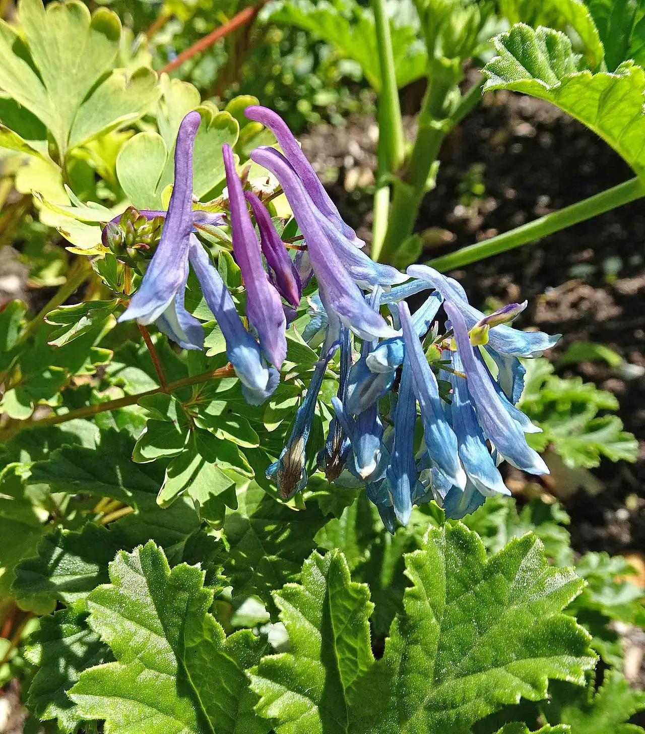 紫堇 (Corydalis edulis) — 主图