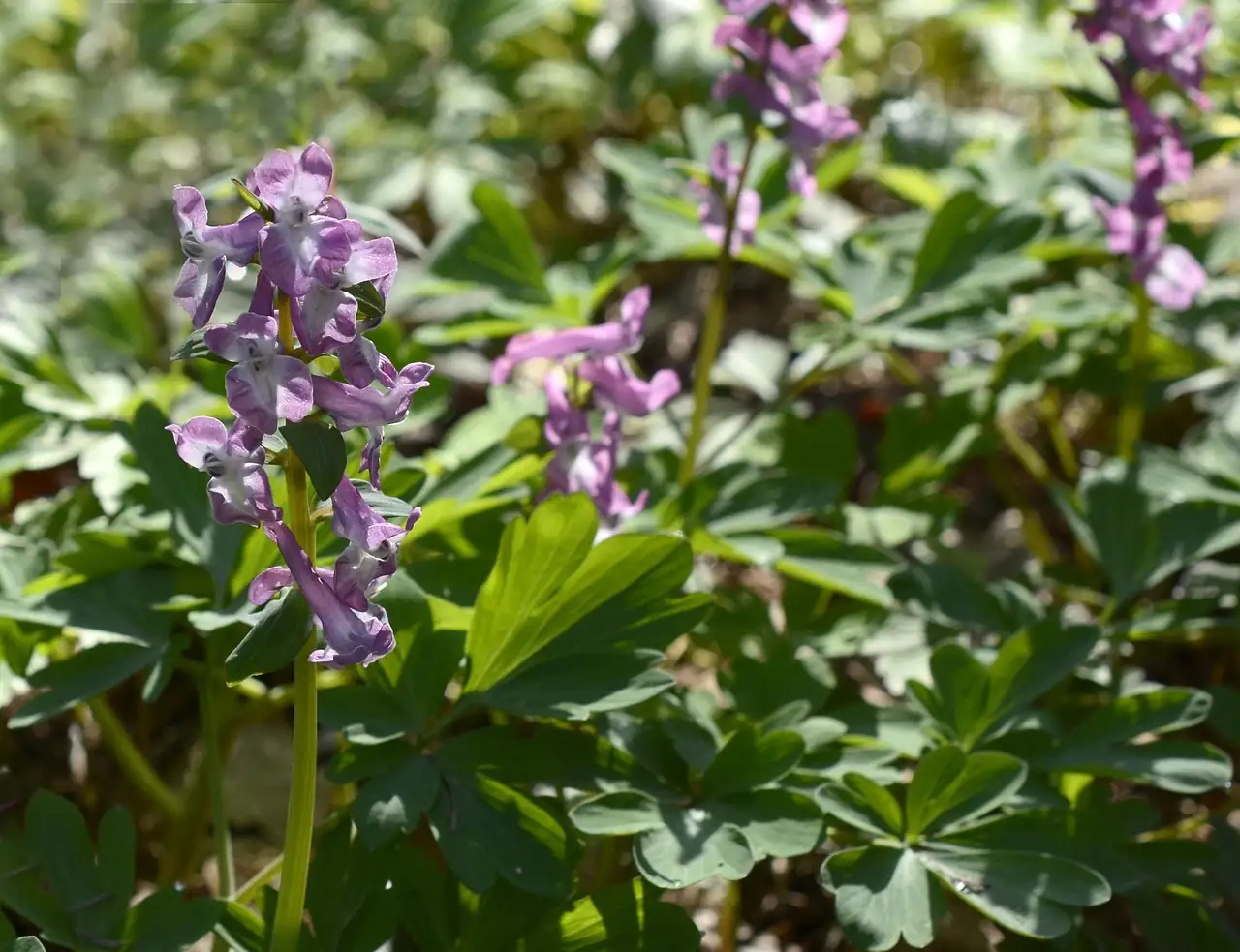紫堇 (Corydalis edulis) — 特写