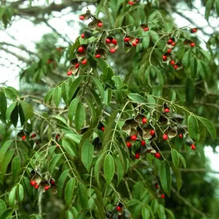 红豆树 (Ormosia hosiei) — 主图