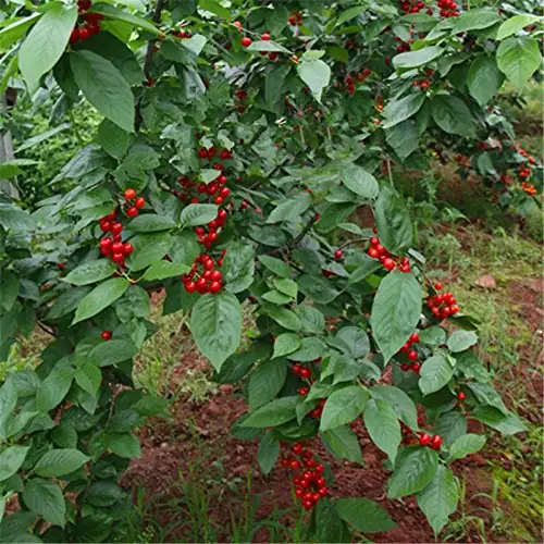 红豆树 (Ormosia hosiei) — 细节