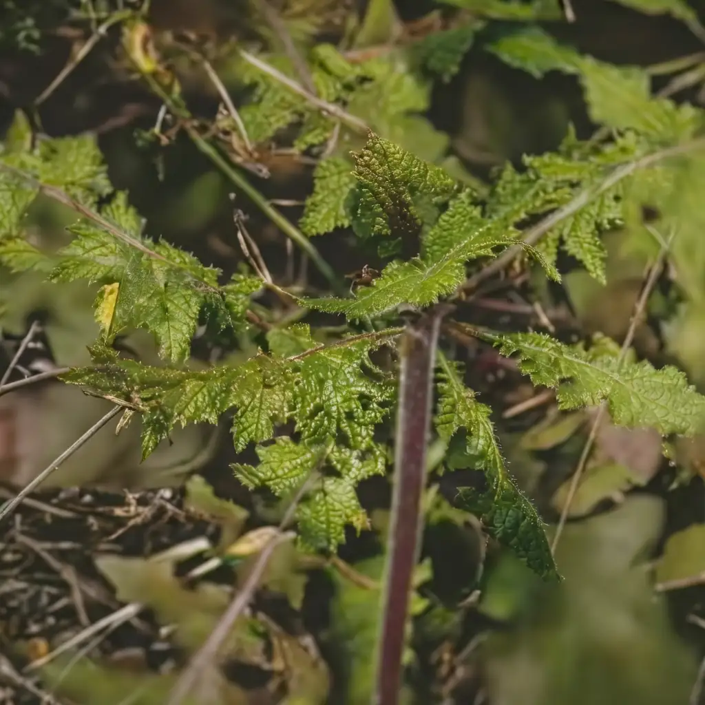 黄鹌菜 (Youngia japonica) — 主图