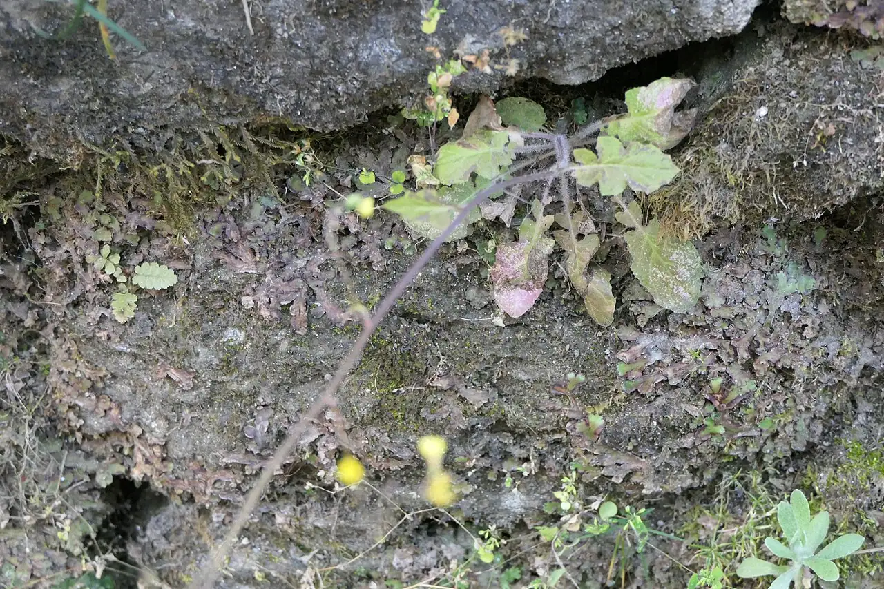 黄鹌菜 (Youngia japonica) — 环境展示
