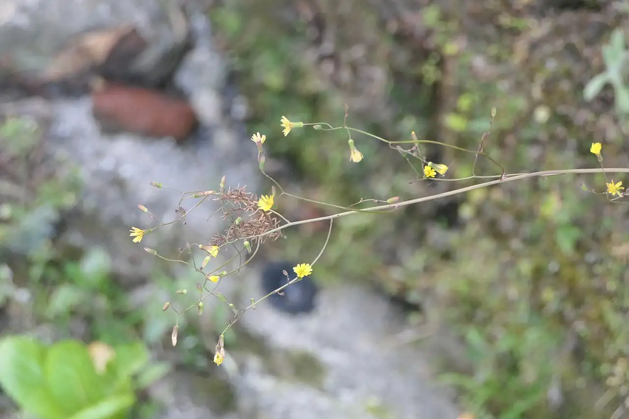 黄鹌菜 (Youngia japonica) — 更多视角