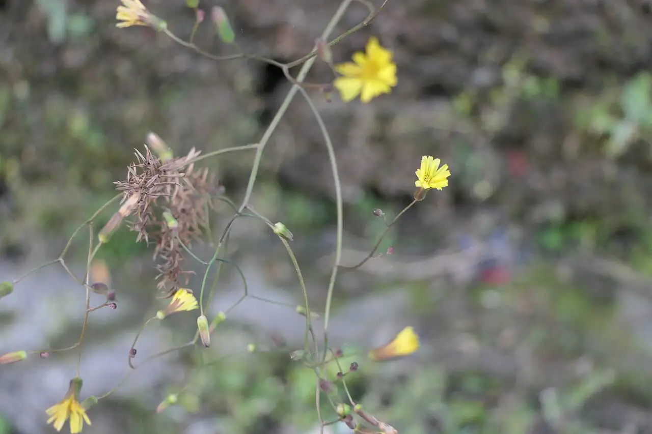黄鹌菜 (Youngia japonica) — 更多视角