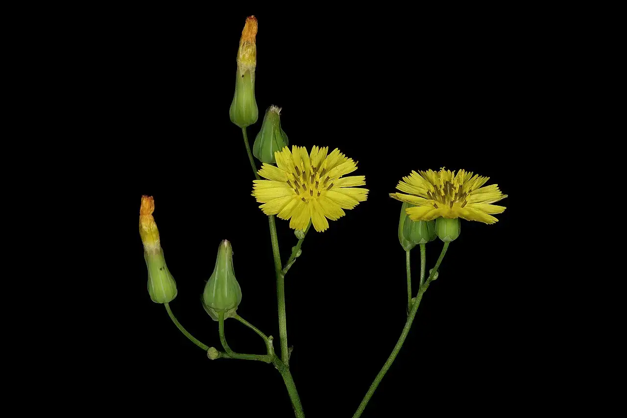 黄鹌菜 (Youngia japonica) — 更多视角