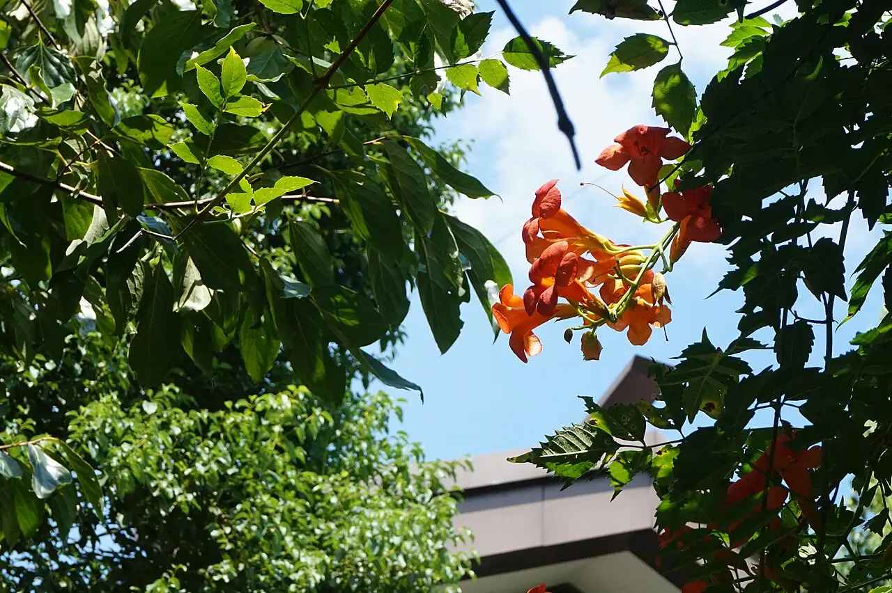 凌霄 (Campsis grandiflora) — 特写