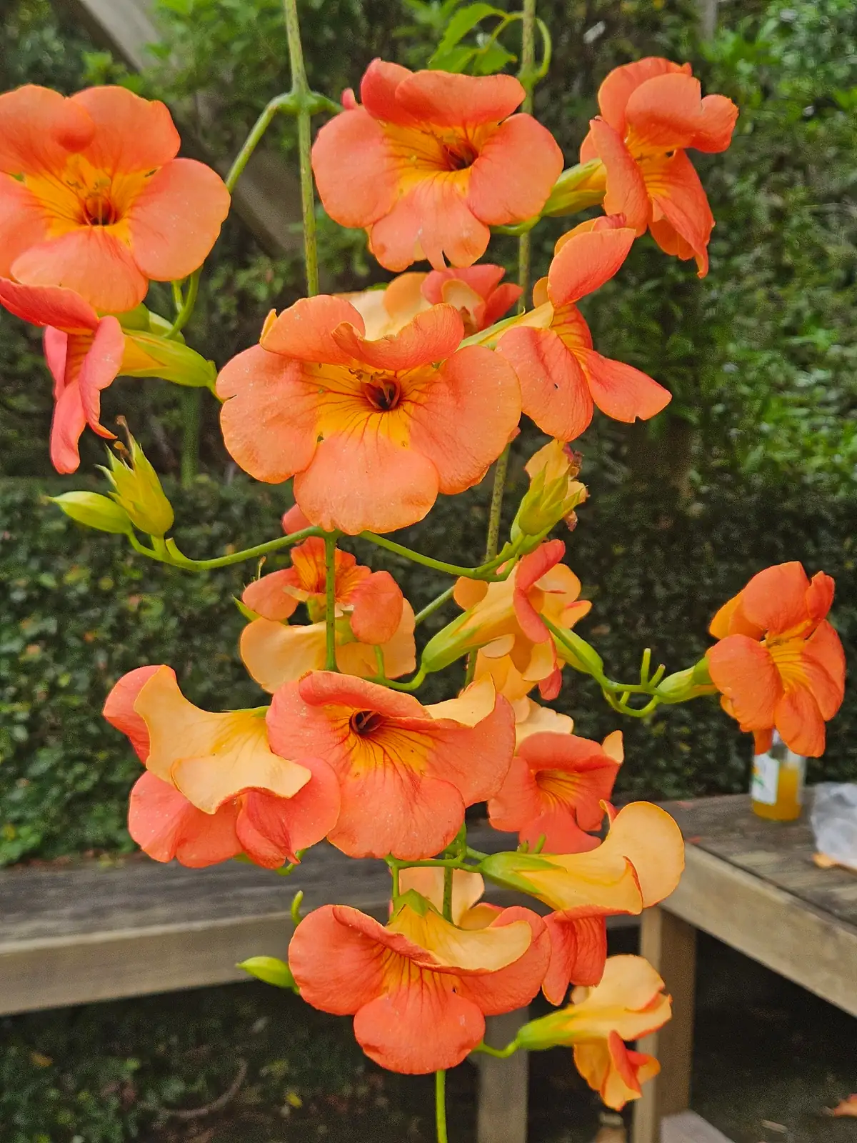 凌霄 (Campsis grandiflora) — 环境展示