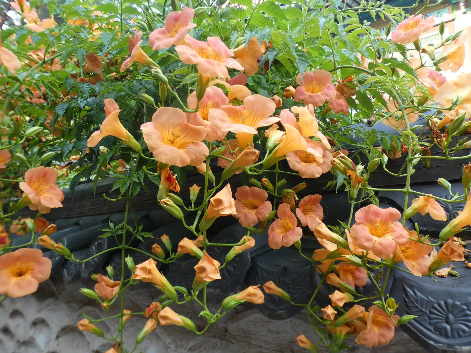 凌霄 (Campsis grandiflora) — 更多视角