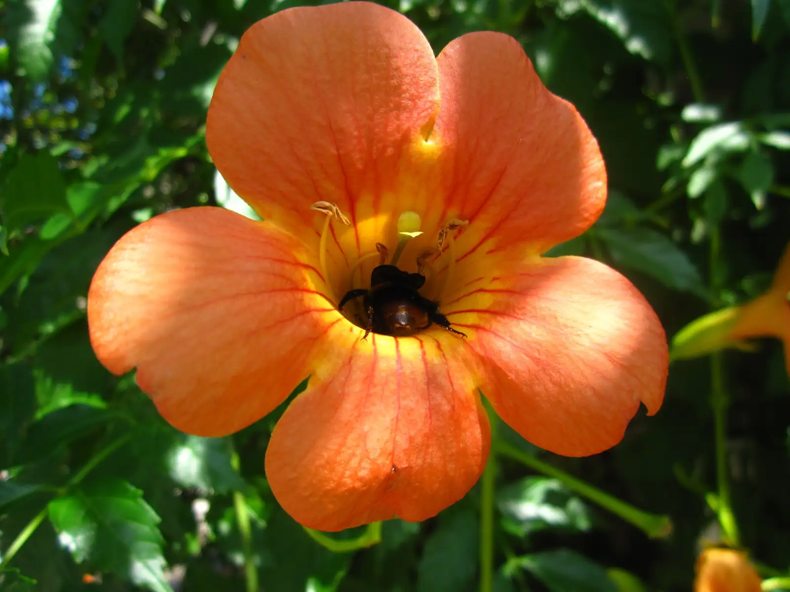 凌霄 (Campsis grandiflora) — 更多视角
