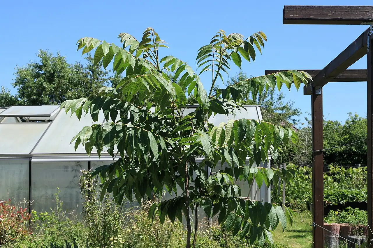香椿 (Toona sinensis) — 特写