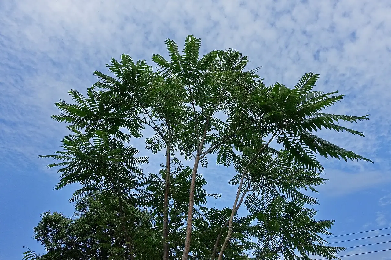香椿 (Toona sinensis) — 环境展示