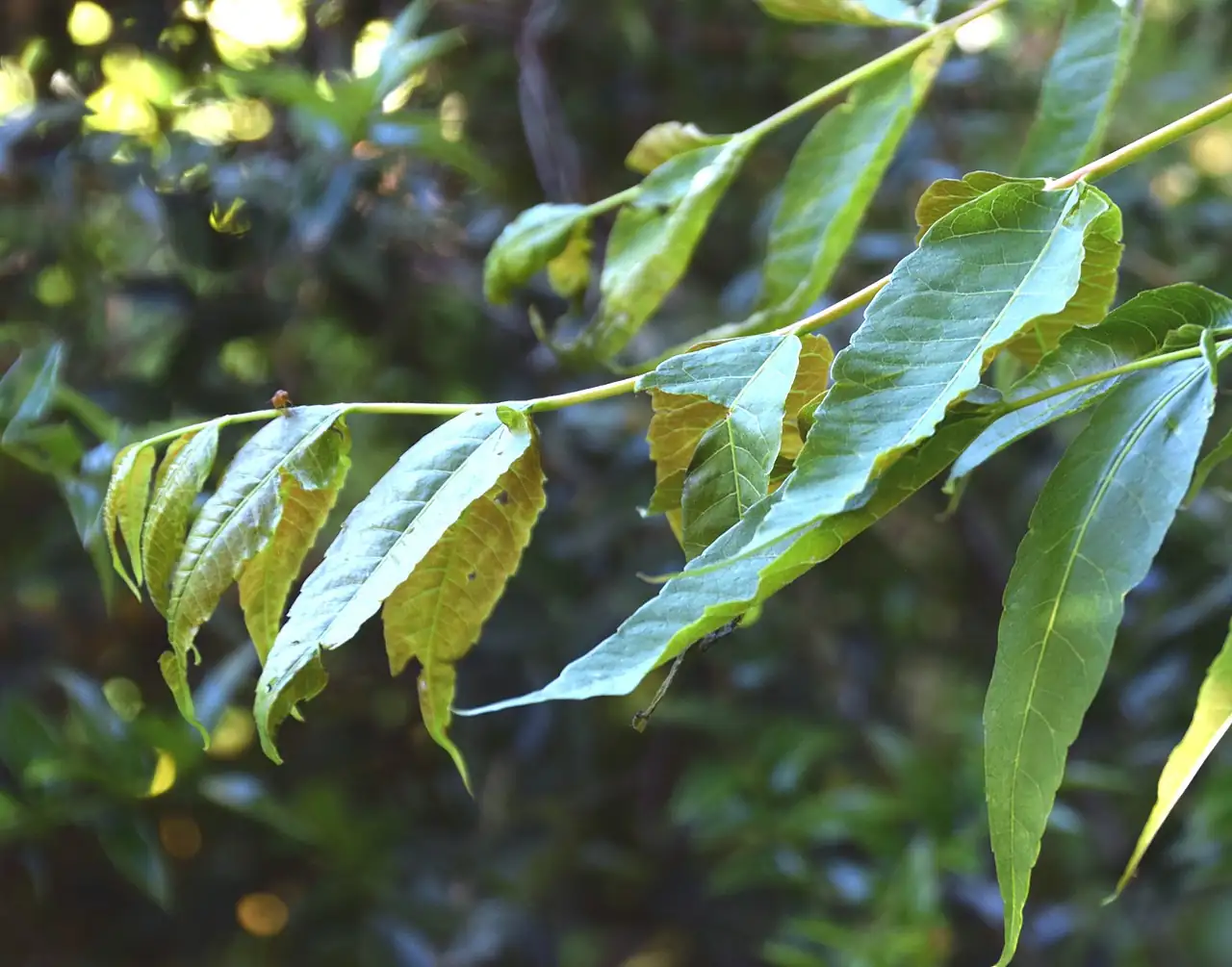 香椿 (Toona sinensis) — 更多视角