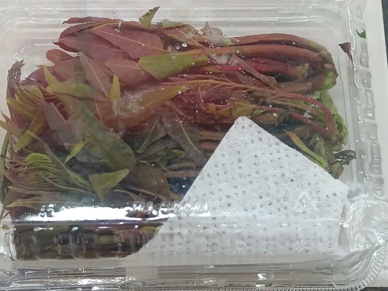 香椿 (Toona sinensis) — 更多视角