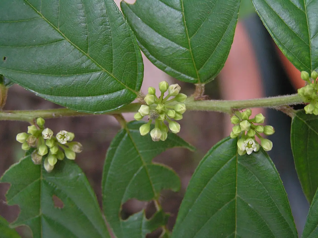 长叶冻绿 (Rhamnus crenata) — 主图