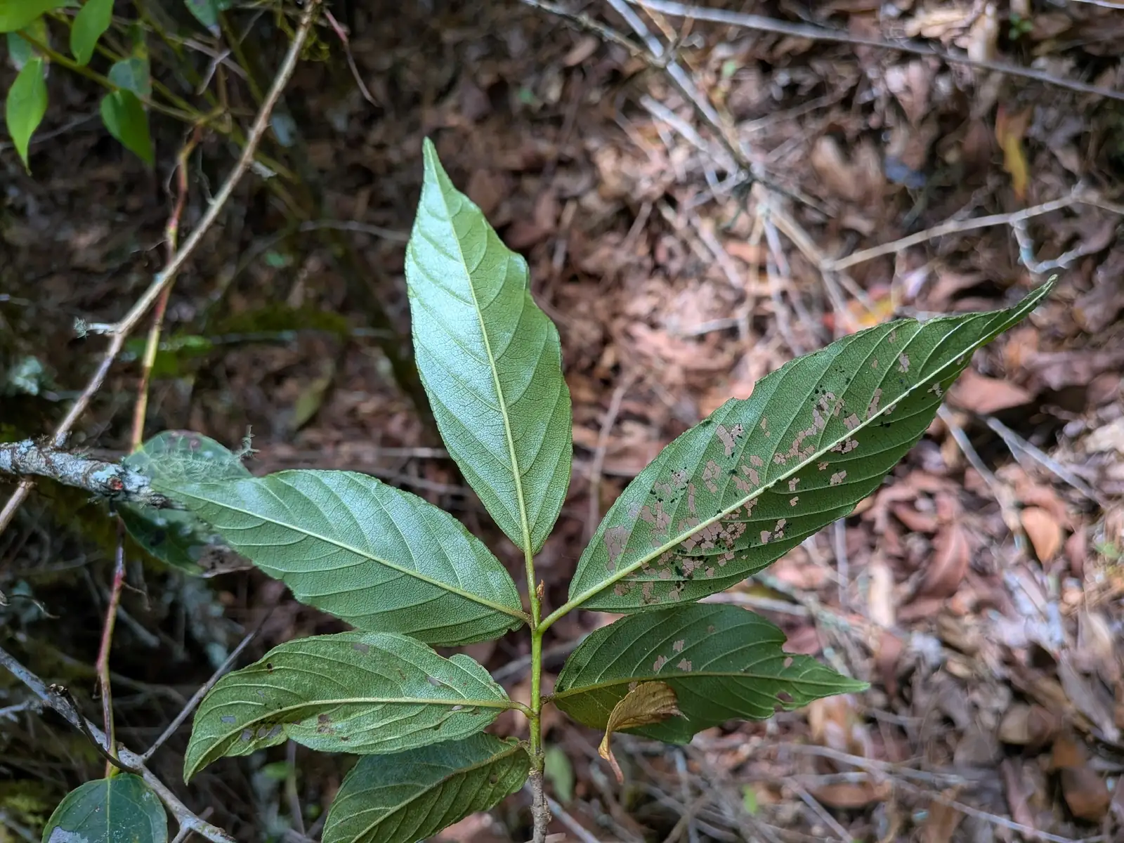 长叶冻绿 (Rhamnus crenata) — 更多视角