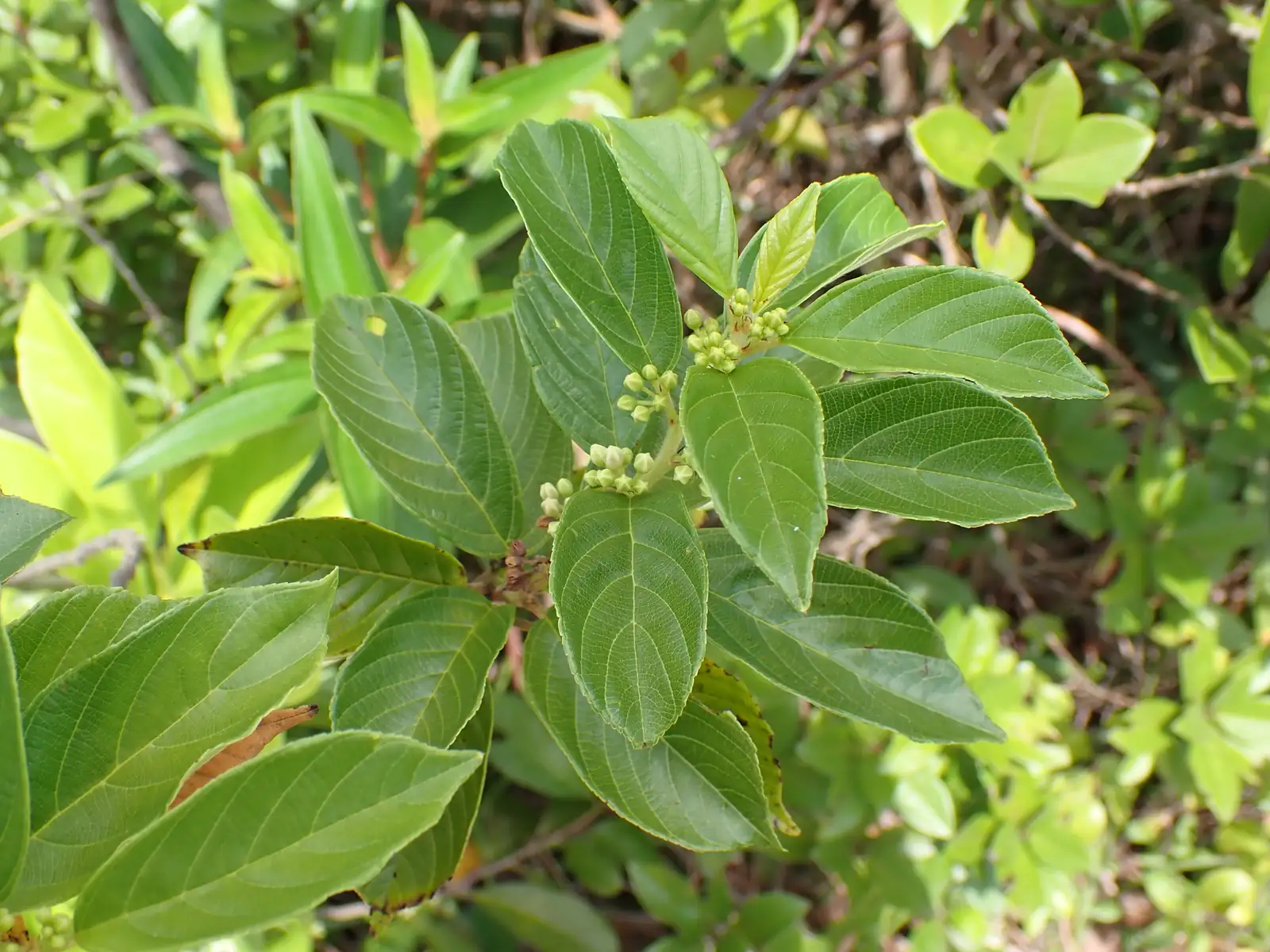 长叶冻绿 (Rhamnus crenata) — 环境展示