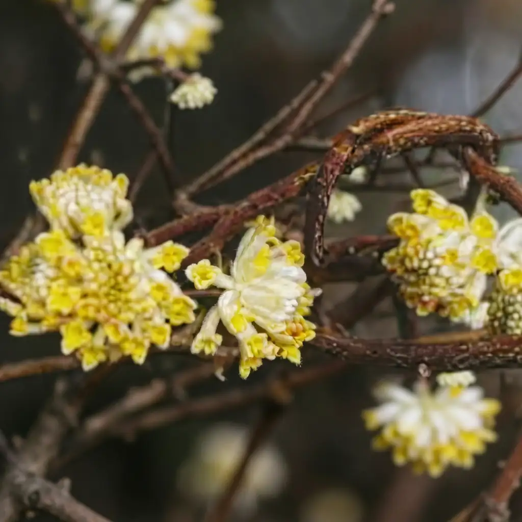 结香 (Edgeworthia chrysantha) — 主图
