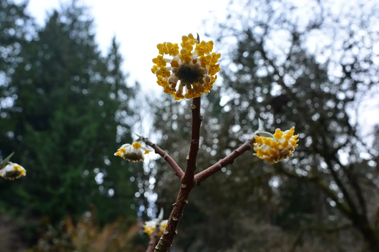 结香 (Edgeworthia chrysantha) — 更多视角